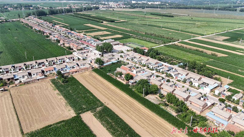 艾草飘香！灵台，津甘共建“针灸小镇”促振兴