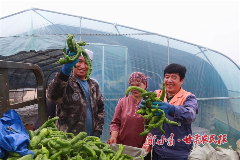 设施蔬菜“链”出乡村振兴新活力——华亭市设施蔬菜产业链工作综述