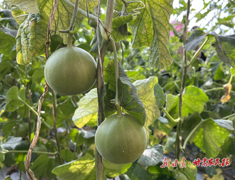 古浪香瓜上市采摘忙 “甜蜜”产业促振兴