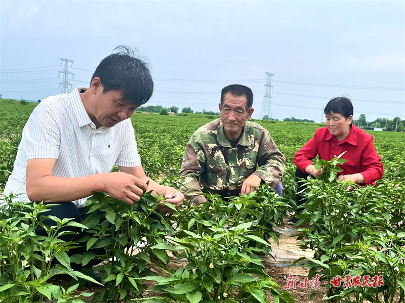 灵台：杨小强，从“新农人”到“领头雁”