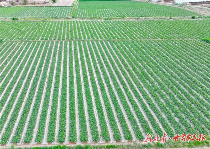 民勤：蜜瓜产业种出“甜”日子