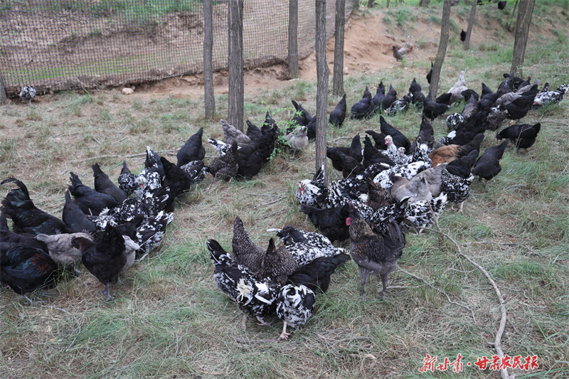 崇信：林下养殖奏响“生态曲”