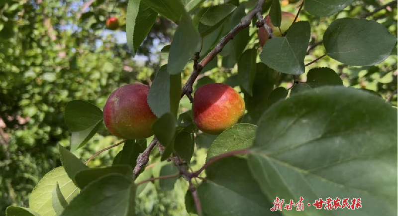 金川区：让乡村旅游既有“土味”也有“品位”