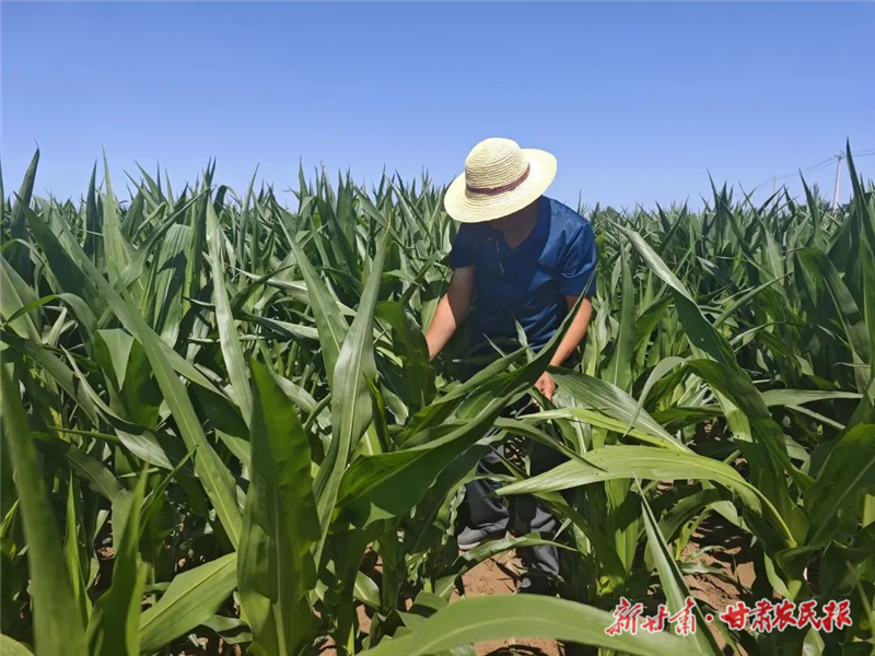 古浪：“粮田”变“良田” 增产又增收