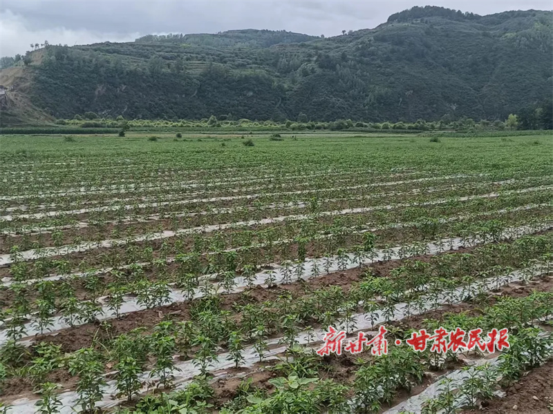 华亭：产业发展奏响火热“椒”响曲