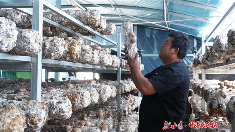 天祝：食用菌产业赋能乡村振兴