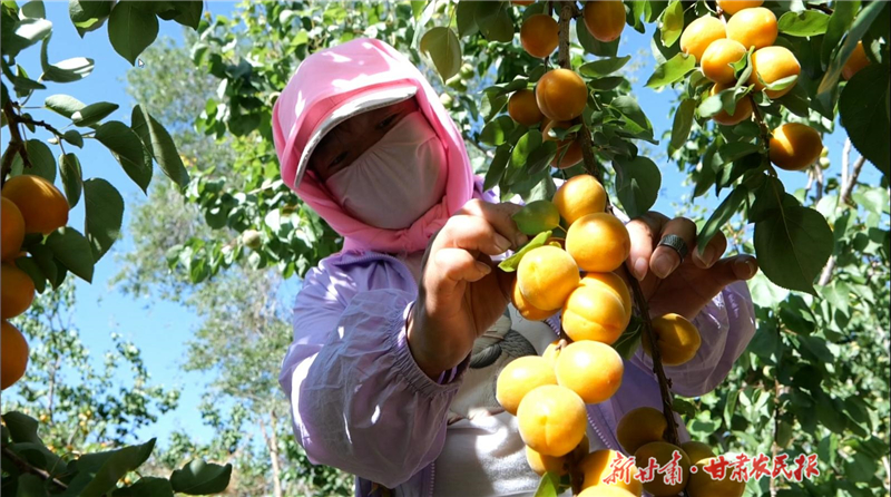 永昌：御山峡里 杏果铺就致富路