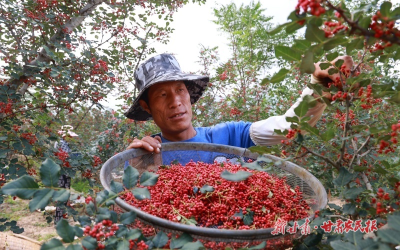 康县：花椒丰收采摘忙