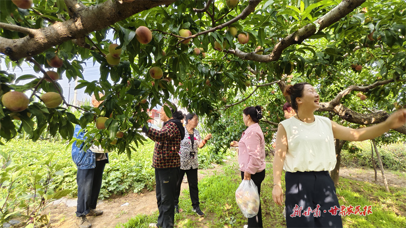 泾川：水蜜桃成“致富果”