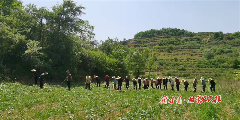 华亭：金波翠浪绘“丰”景 田间奏响丰收曲