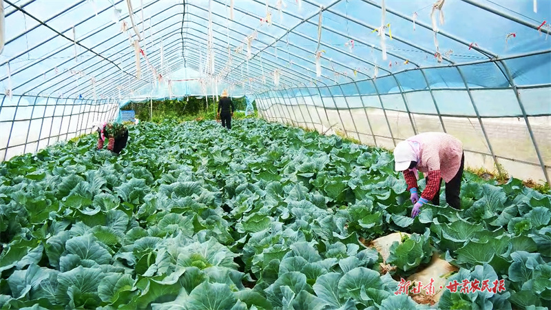 【组图】崇信：“绿色珍品”走出国门