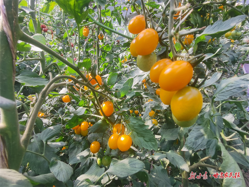 打一场农田“复活赛”——生态健康农业的金塔路径（上）