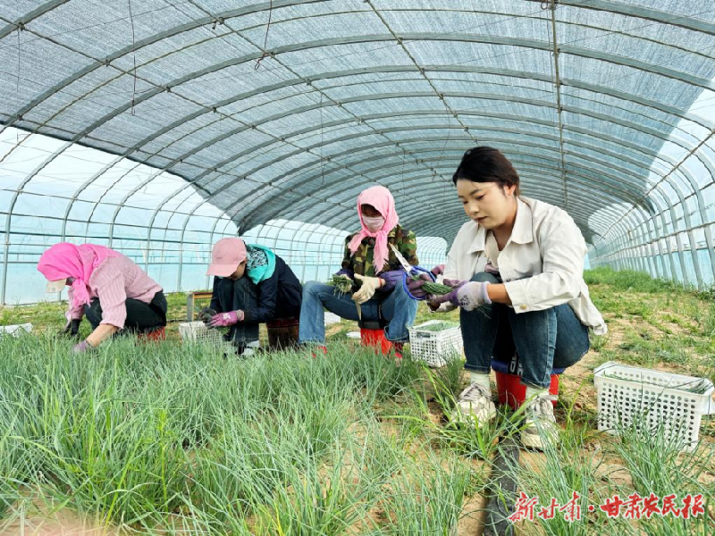 凉州区：探索特色产业路 拓宽多元增收道