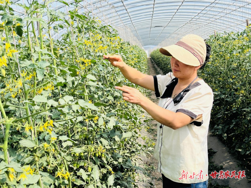 凉州区：樱桃西红柿映红乡村振兴“致富路”