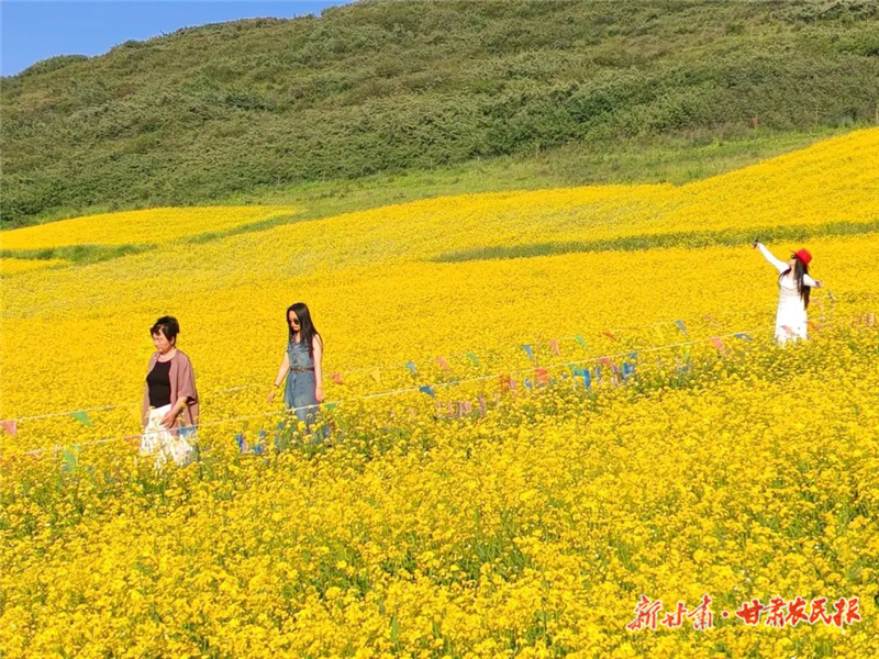 古浪：金色花海铺就文旅振兴新路径