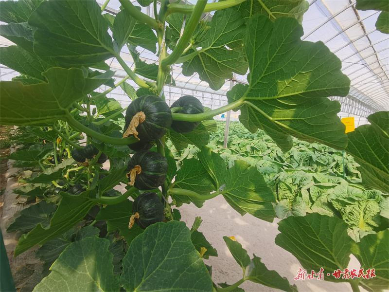 筑一道绿色“防护墙”——生态健康农业的金塔路径（中）