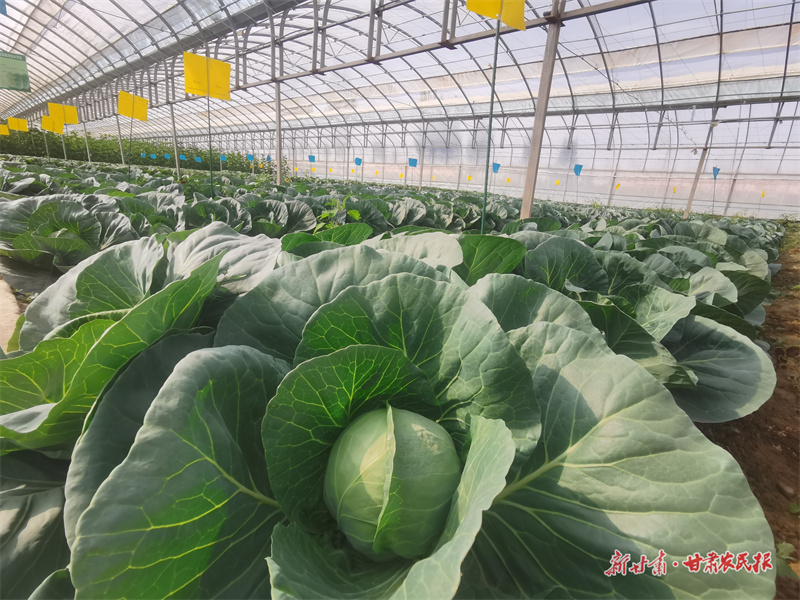 【评论】农业如何为健康定价——金塔实践解码健康农业的价值链重构