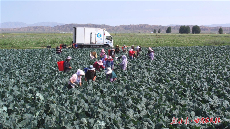 永昌：高原夏菜迎采收季