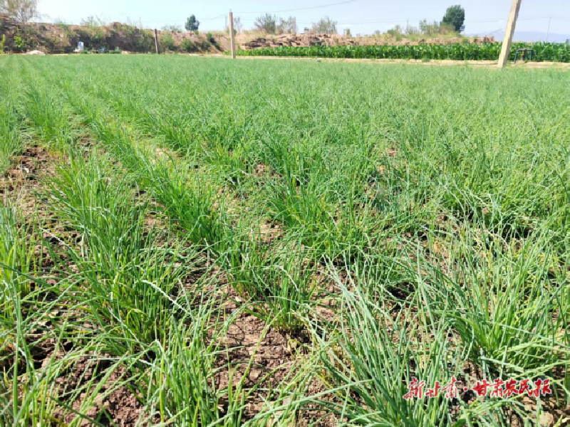 凉州区：沙漠边缘“长”出新业态