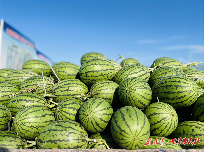 【图片新闻】祁连山下“咚咚”响 凉州瓜农“接力”忙