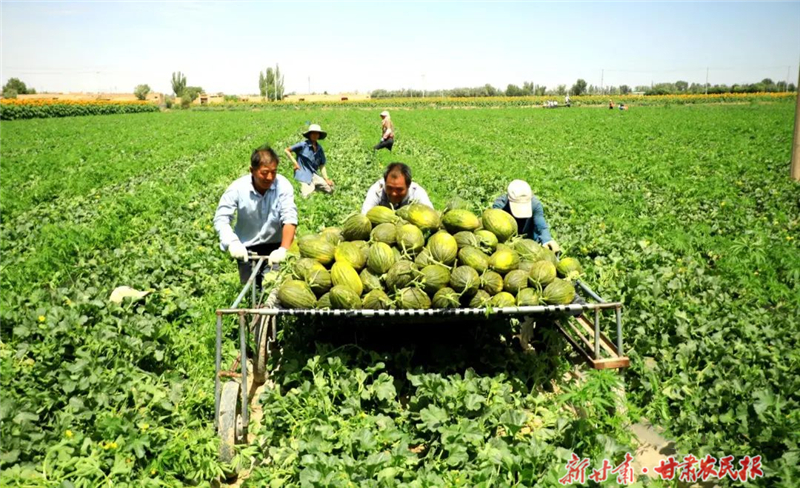 民勤：斗牛小瓜甜蜜上市