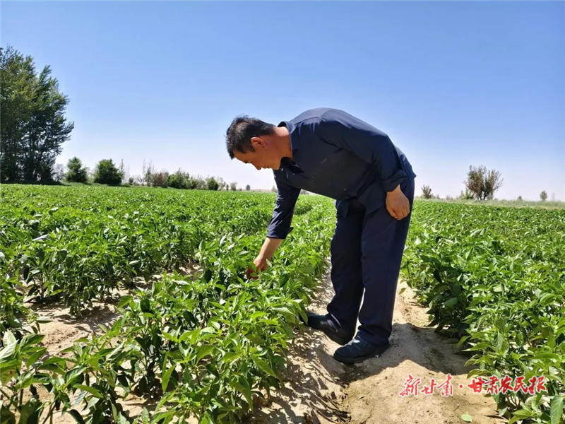 古浪：辣椒管护忙 绘就新“丰”景