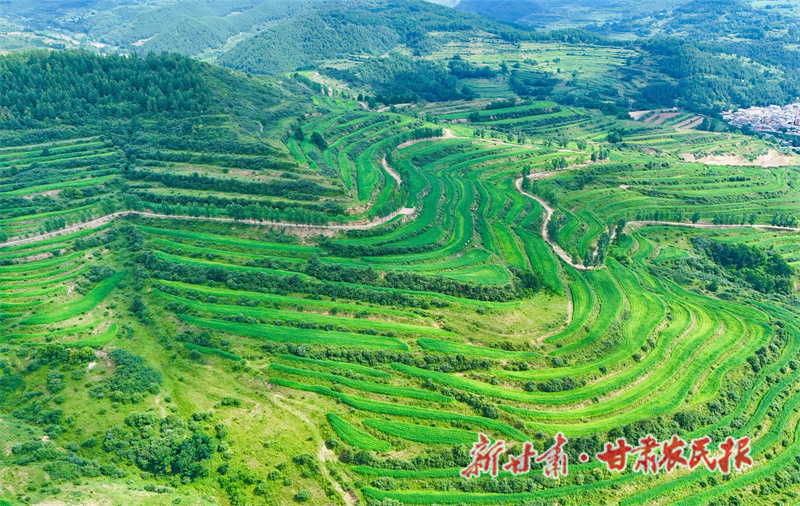 清水县：汉麻产业拓富路 乡村振兴产业旺