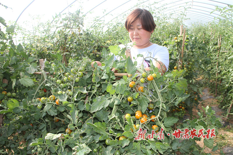 华亭：大棚蔬菜迎丰收 产销两旺鼓钱袋