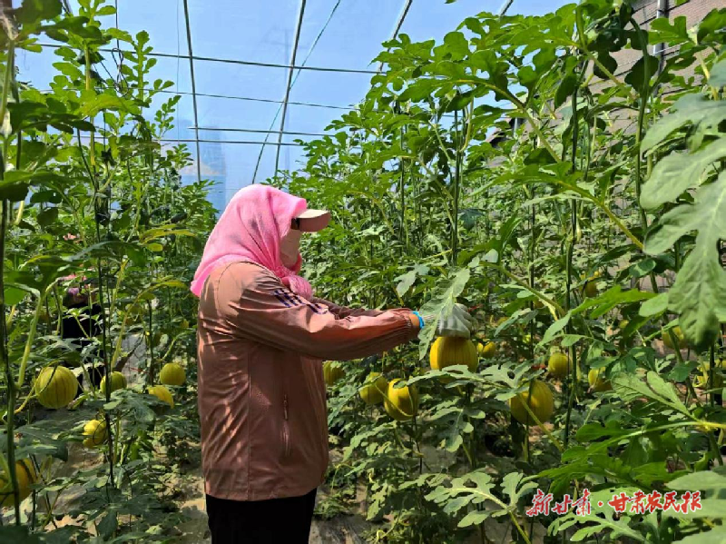 凉州：以特色产业铺就“甜蜜”振兴路