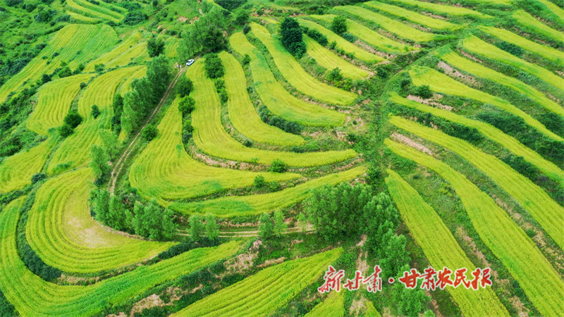 清水县：汉麻长势喜人 田间孕育好“丰”景