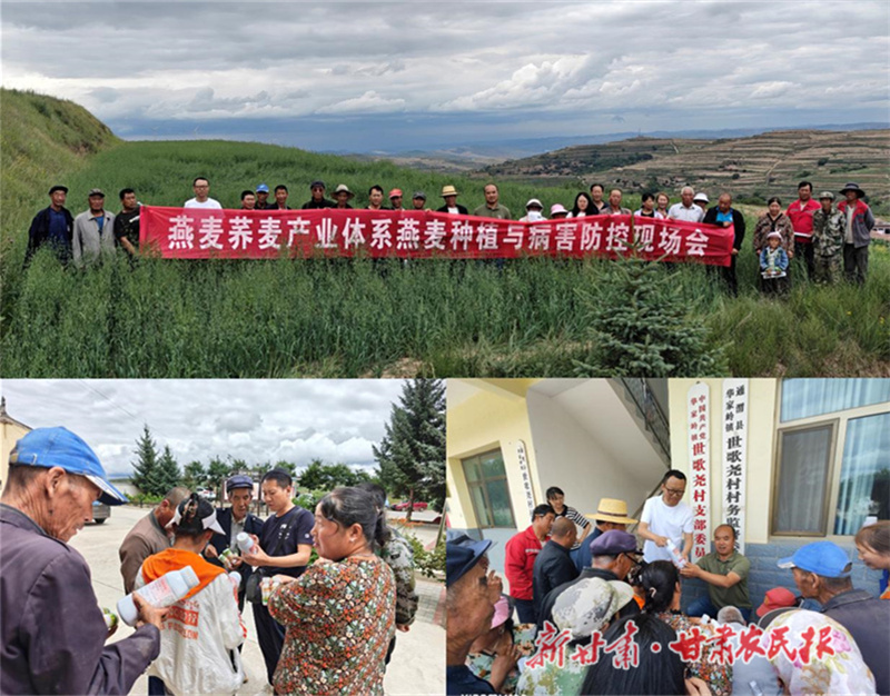 科技赋能，筑牢燕麦稳产增收安全网——燕麦病虫害防控团队赴通渭县开展技术培训