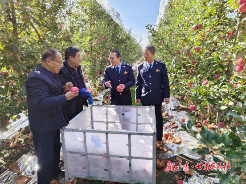 庆阳：税惠“甘露”润瓜果 助农增收“甜”心间