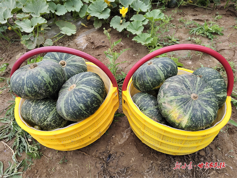 静宁：南瓜丰收采收忙