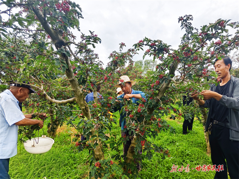 泾川：花椒“红”了日子红