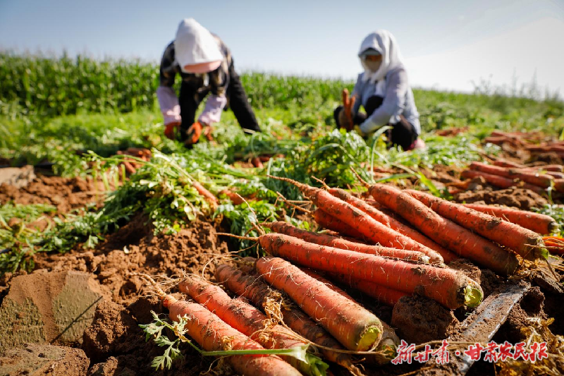 古浪：蔬菜采收忙