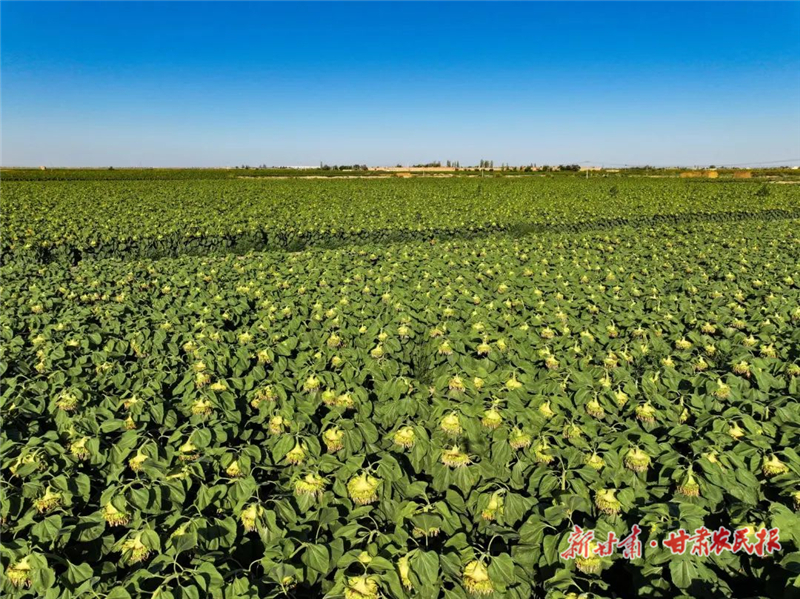 民勤：万亩葵花待丰收 节水农业显成效