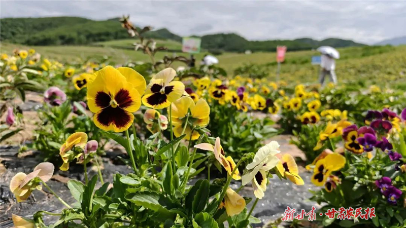蝶舞花海引客来 花漾经济绘振兴