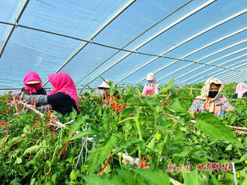 凉州区：大棚连田野 产业串起富民链