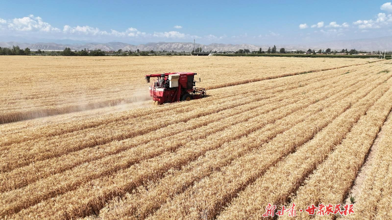 古浪：14.25万亩小麦开镰收割