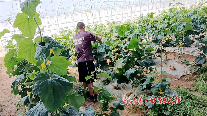 华亭：菜园变身“聚宝盆”“蔬”写致富新篇章