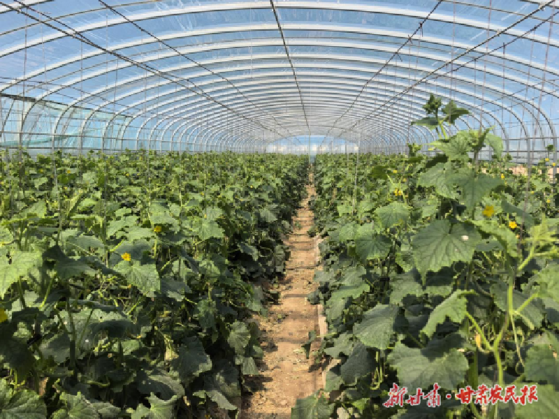 凉州区：设施瓜菜产业奏响“夏收夏种”协奏曲