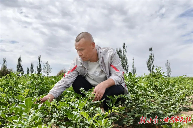 古浪：药材飘香产业兴