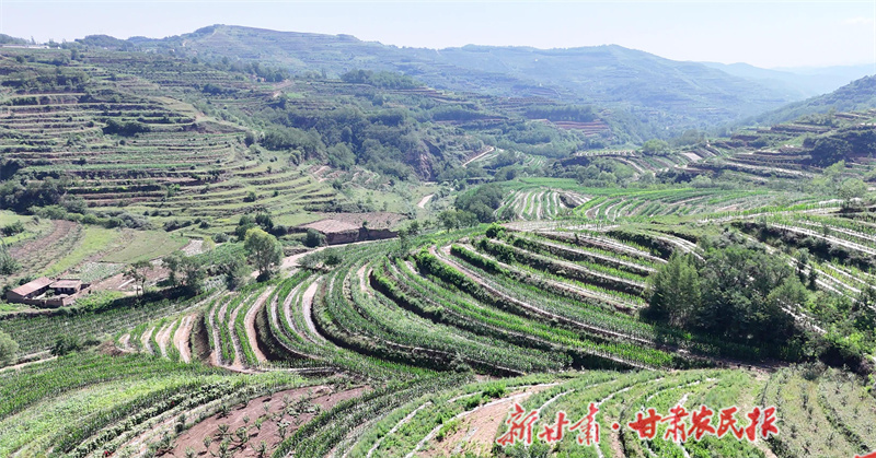 秦州区：立足优势谋发展 产业引领开新局