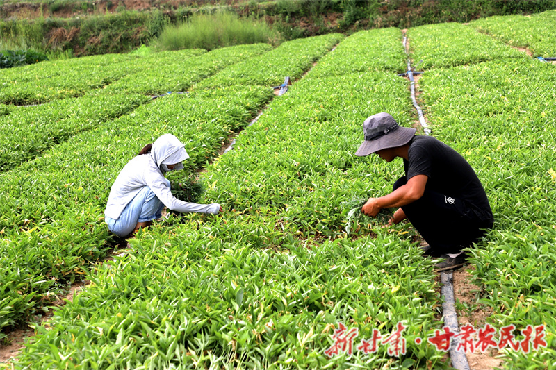 清水县：半夏种植孕育增收新希望