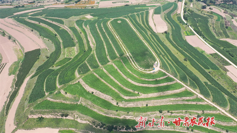 清水县：农民合作社发展壮大 农民增收路子更宽