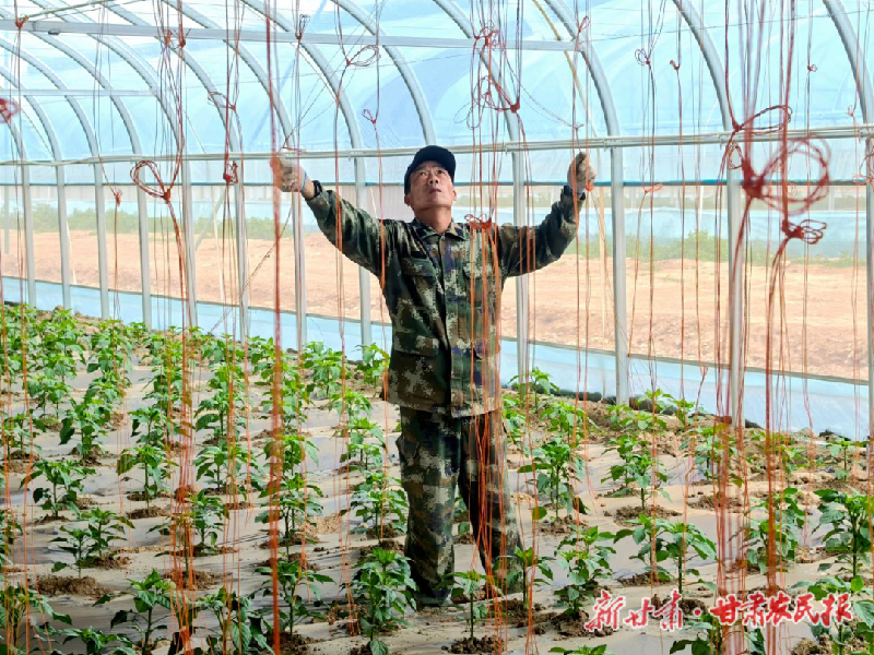 凉州区：彩椒产业“种”出新希望