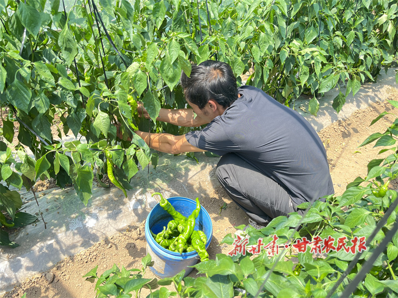华亭：火红辣椒铺就乡村振兴“致富路”