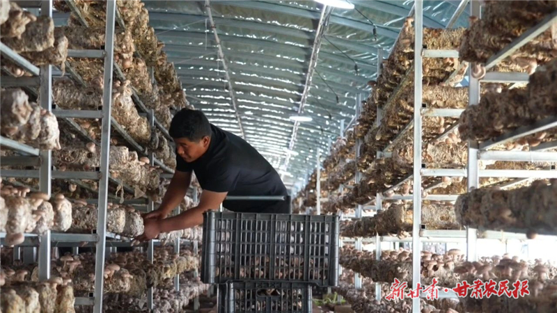 天祝县首个高原夏菇交易中心建成运营