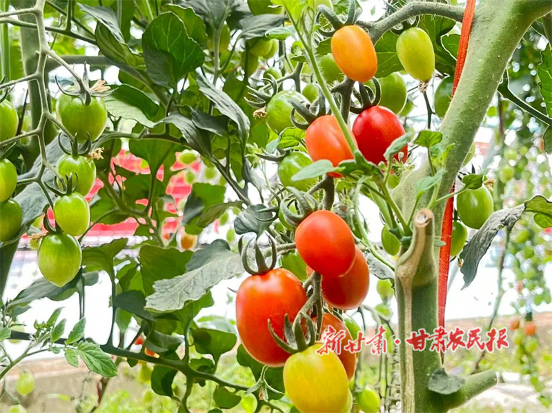 华亭：“红宝石”种出好日子 “金钥匙”打开致富路子