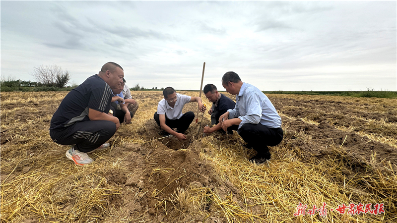 甘鲁联手为民勤“秸秆深埋术”盐碱地“舒筋活络”